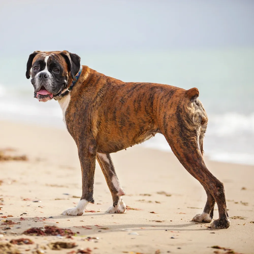 Boxer